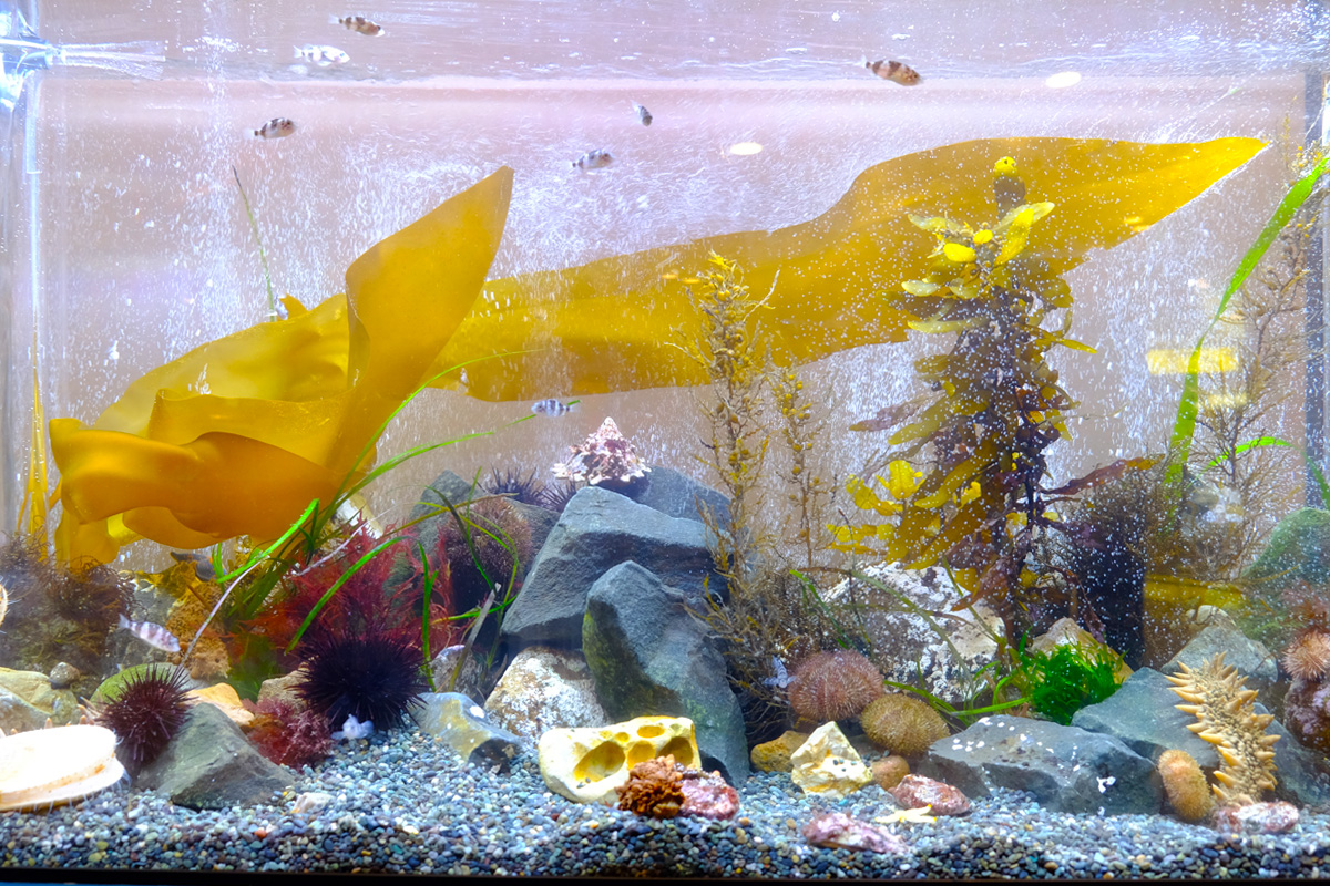 ミニ水族館サテライト水槽展示・子ども海藻アカデミーパネル展のご案内（終了致しました）